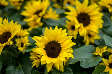 Flower garden, Netherlands , a yellow flower