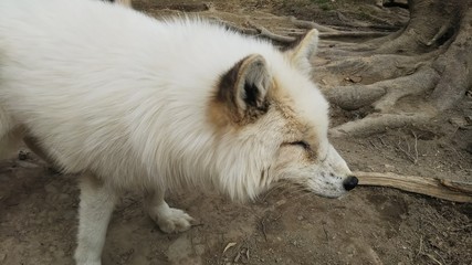 red fox in zoo