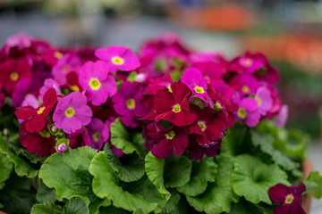 Flower garden, Netherlands , a close up of a flower