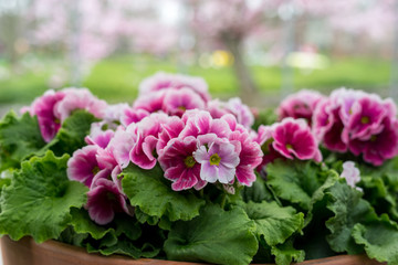 Flower garden, Netherlands , a close up of a flower