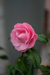 Flower garden, Netherlands , a close up of a flower