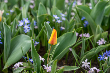 Flower garden, Netherlands , a close up of a flower garden