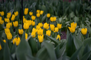 Flower garden, Netherlands , a yellow flower