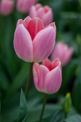 Flower garden, Netherlands , a close up of a flower