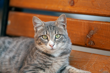gray stray cat resting on bench and looking at camera