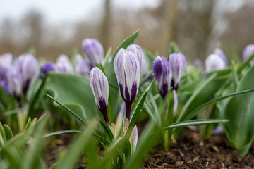Flower garden, Netherlands , a close up of a flower