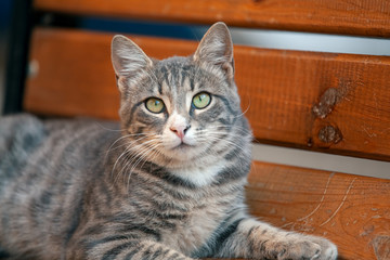 gray stray cat resting on bench and looking at camera