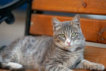 gray stray cat resting on bench and looking at camera