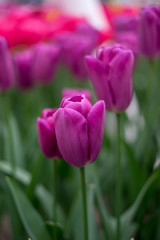 Naklejka premium Flower garden, Netherlands , a close up of a flower