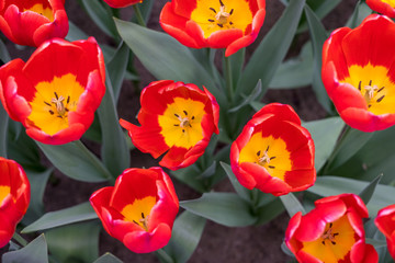 Flower garden, Netherlands , a group of colorful flowers