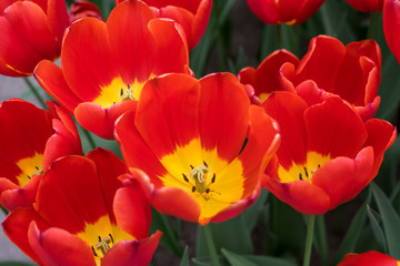 Flower garden, Netherlands , a close up of a flower