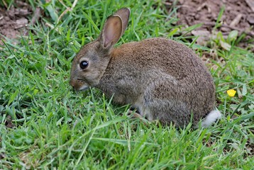 European Wild Rabbit