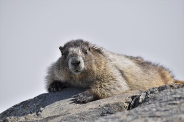 Hoary Marmot, in Whistler Mountains, Canada