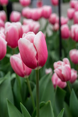 Flower garden, Netherlands , a close up of a flower