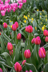 Obraz premium Flower garden, Netherlands , a group of pink flowers