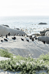 Penguins on boulders on the beach