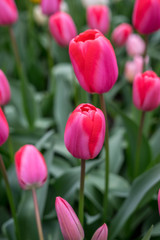 Flower garden, Netherlands , a close up of a flower