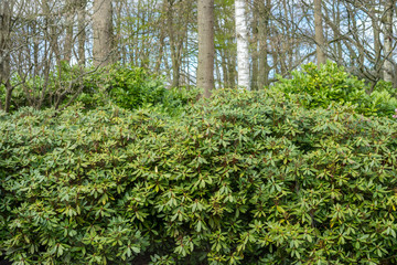 Flower garden, Netherlands , a tree in a forest