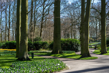 Flower garden, Netherlands , a path surrounded by trees