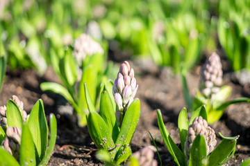 Flower garden, Netherlands , a close up of a flower