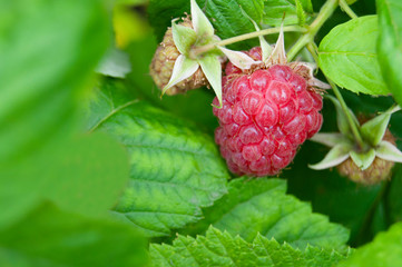 Group of three raspberries in the garden with green background