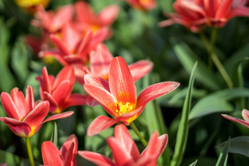 Flower garden, Netherlands , a close up of a flower