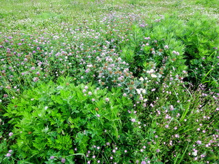 Fototapeta na wymiar 蓬と白詰め草のある野原風景