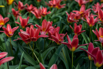 Flower garden, Netherlands , a pink flower on a plant