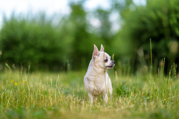Little chihuahua plays on the grass in the park in summer.