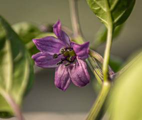 Chiliblüte Black Scorpion