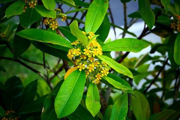 Beautiful nature in the garden