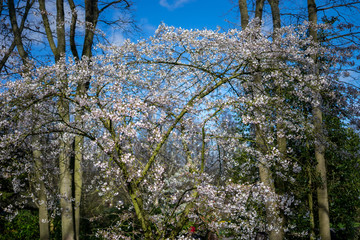 Flower garden, Netherlands , a tree in a forest