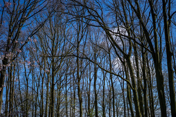 Flower garden, Netherlands , a tree in a forest
