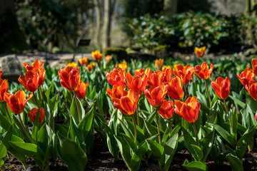 Obraz premium Flower garden, Netherlands , a close up of a flower