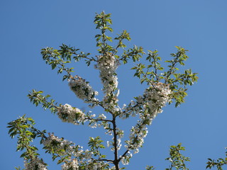  flower cherry tree