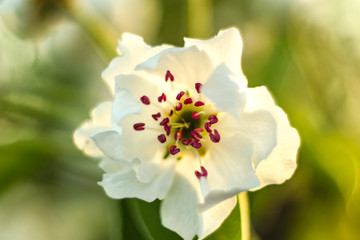 blooming apple tree close-up in macro background