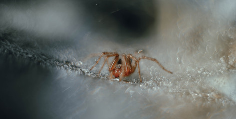 Паучек в росе 