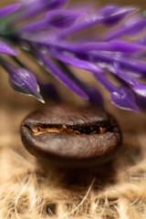 Coffee beans and difference views its