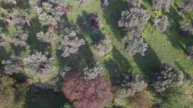 Aerial view of Crusaders City remains, Banias Spring. Israel. DJI-0017-10