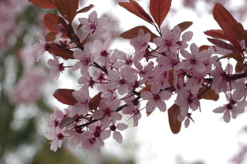  flower cherry tree