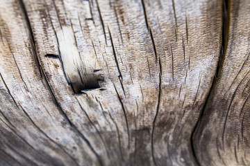 texture of old wood