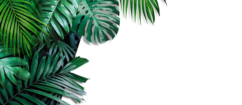 Tropical leaves banner on white background with copy space