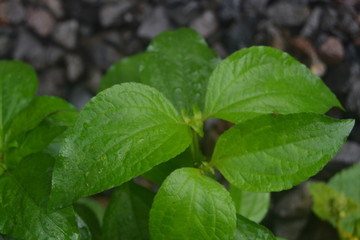  fresh little flowers are in bloom. This flower grows in tropical gardens