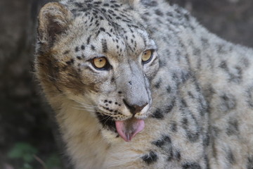 Head of Snow Leopard