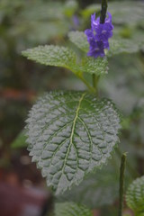  fresh little flowers are in bloom. This flower grows in tropical gardens