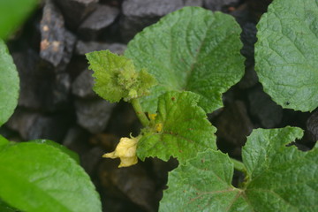  fresh little flowers are in bloom. This flower grows in tropical gardens
