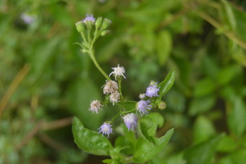 fresh little flowers are in bloom. This flower grows in tropical gardens