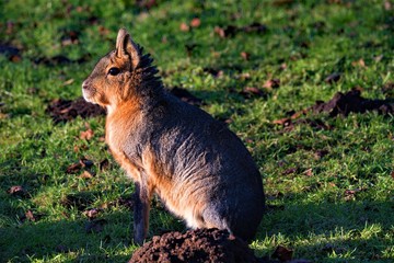 Mara, Pantagonian Hare, Yorkshire Wildlife Park