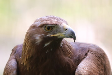 Head of Eagle