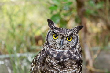 Owl with big yellow eyes in the daytime